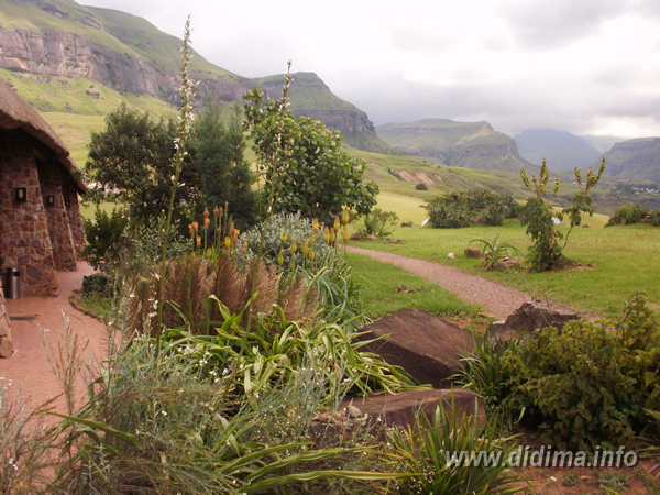 Landscaped gardens beneath the Drakensberg mountains at Didima Camp